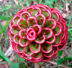 Pin On Floriculture