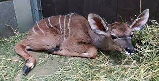 We hielpen beekse bergen o.a. Verwarde Man Stichtte Brand In Safaripark Beekse Bergen Denkt Politie Looopings Nl