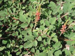 Image result for Indigofera hirsuta