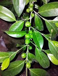 Image result for Suregada