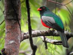 Pin By Annette Billingsley On Birds Birdwatching Tour Bird Photo Bird