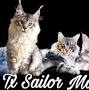 Texas Sailor Maine Coons from mainecoonfinder.com