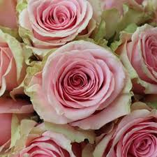 Geraldine Light Pink Rose Light Pink Rose Pink Rose Flower Ecuadorian Roses