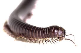 Image result for Centemopsis