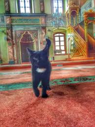 Diyanet Evde Kedi Kopek Beslemek Caiz Degildir Demis Peki Bu Halkin 11 Milyar Butcesi Olan Diyaneti Beslemesi Caiz Midir Kizlarsoruyor