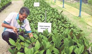 Share this on whatsappkolestrol yang terlalu tinggi boleh menyebabkan masalah jantung,dan stroke. Lonjak Tanaman Herba