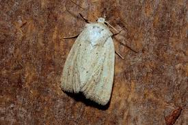 Image result for Photedes extrema