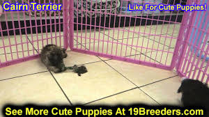 Opening hours for pet stores & supplies in atlanta, ga. Laurel Craigslist Pets