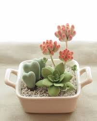 If it is a large pot, use a stick to get it out easier. The Art Of Repotting Succulents The Right Way