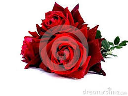 Pin On Flowers