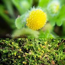 Image result for Grangea maderaspatana