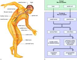 The central system is the primary command center for the body. We Glimpse At The Body Electric An Introduction To The Physics Of The Human Nervous System Naturphilosophie