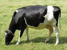 Image result for cow's only sweat glands are in its nose.