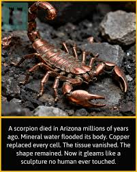 In 1999, a worker at a copper mine in southern Arizona found something that stopped  everyone in their tracks. A scorpion. Perfectly preserved. Every claw, every  leg, every curve of the tail —