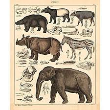 Amazon Com Vintage Poster Print Art Animals Identification