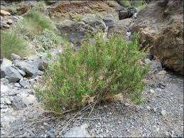 Image result for Maerua salicifolia