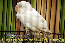 Butuh racikan pakan untuk lovebird lomba atau ternak? Suka Diberikan Racikan Bawang Putih Lovebird Baby Belalang Tempur Ditawar Hingga 20 Juta Media Ronggolawe