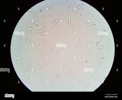 Image result for Trichaptum subchartaceum
