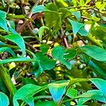 Image result for Rothmannia fischeri