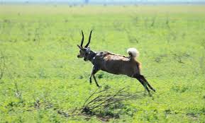 Image result for Mimosa mossambicensis