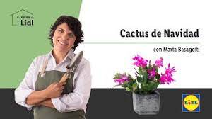 ¿cómo cuidar un cactus o suculenta? Cuidado Del Cactus De Navidad El Jardin De Lidl Lidl Espana Youtube
