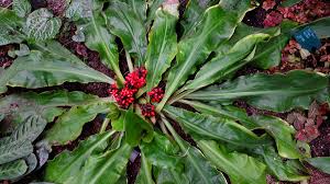 Image result for Palisota