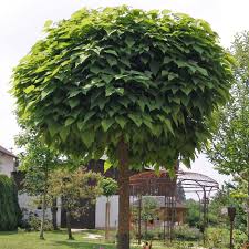Kugelbaume In Jedem Garten Ein Hingucker Trompetenbaum Kugelbaum Bepflanzung