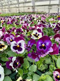 Including birthday bouquets, mother's day flowers, valentine's day flowers, newborn baby and much more. Demers Garden Center Home Facebook