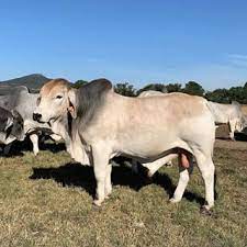 Each ad has a link to the members page so you can locate the contact information for that listing. Home The Brahman Cattle Breeders Society Of South Africa