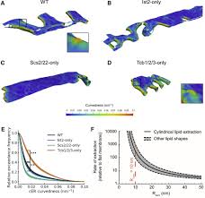 Protecting the integrity of the interior cell. Tricalbin Mediated Contact Sites Control Er Curvature To Maintain Plasma Membrane Integrity Sciencedirect