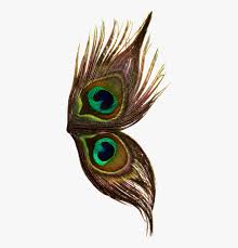 peacock wings dark png png images single peacocks feathers png free transparent clipart clipartkey peacock wings dark png png images