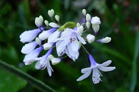 Image result for Agapanthus codii