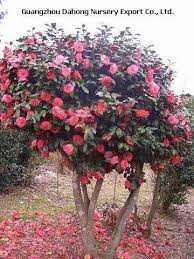 Camelia Japonica Flower Landscape Planting Herbs Landscaping Plants