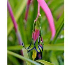 Handling plant may cause skin irritation or allergic reaction. Queens Tears Plant Friendship Plant Billbergia Nutans