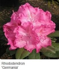 Rhododendron Rhododendron Beautiful Flowers Perennial Shrubs