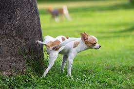 What Does My Dog S Urine Mean Pet Butler