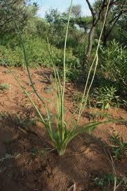 Image result for Diheteropogon amplectens
