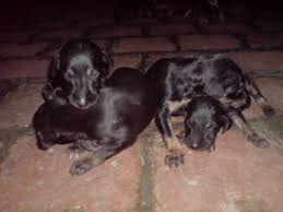 Kanni Dog Photo Kanni Dog Dog Puppy Site Dogs Dog Photos Puppies Just got a puppy, for the first time in my life. kanni dog photo kanni dog dog