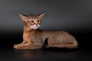 Chausie Cats Guide