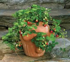 Video Tutorial Shows How To Plant Strawberries In A Strawberry Pot Less Expensive Pots Can Be Fo White Flower Farm Strawberry Pots Strawberries In Containers
