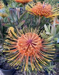 Image result for Protea micans