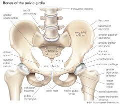 When you look at the skeleton from behind, you can clearly see the spine running down the back, and the broad plates of the shoulder blades and pelvis. Pelvis Definition Anatomy Diagram Facts Britannica