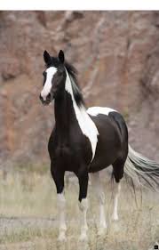 Beautiful Black And White Mustang Horse Pin On Beautiful Horse Trailer Towing