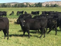Black Angus Calves For Sale Near Me 50 Black Angus Bred Heifers Wyoming Breeds Cattle For Sale Heifer