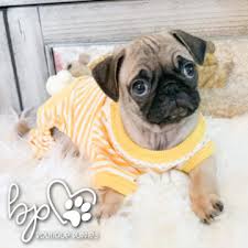 Find pug puppies and dogs for adoption today! Beautiful Mini Pug Puppies For Sale At Boutique Puppies Boutique In San Antonio Tx Luxury Quality Teacup And Toy Puppies Now Puppy Store Pug Puppies Puppies