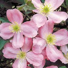 Word origin latin (also denoting the periwinkle), from greek klēmatis, from klēma 'vine branch'. Odorata Clematis From Wayside Gardens