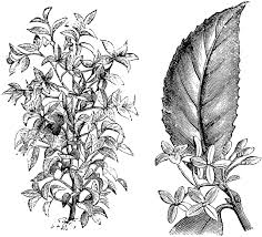 Clipart Etc Osmanthus Fragrans Coloring Pages Clip Art
