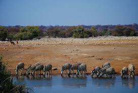 Game viewing in etosha is excellent, as wildlife is forced to congregate around the park's water holes for much of the year and there is little vegetation to obstruct one's view. Where To Stay In Etosha National Park Namibia Tourism Board