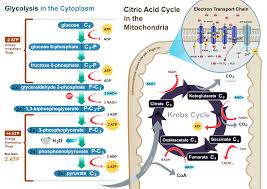 Cellular respiration is a redox reaction that extracts energy from glucose. Cellular Respiration Wikipedia