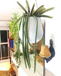 And beware the bunny ears cactus, whose hairlike spines can cause stabbing sensations and swelling. 25 Best Indoor Cactus Plants For Home Balcony Garden Web